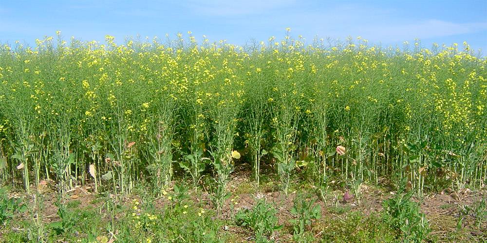 Canola field flowering