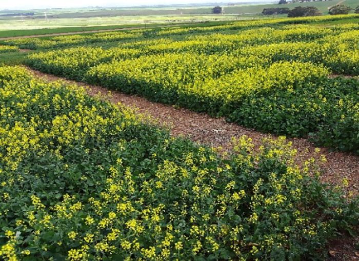 Fisiologiese ontwikkelingstempo van canola
