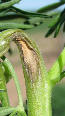 Antraknose letsel op stam van lupien plant