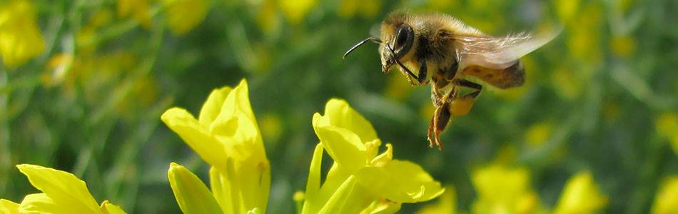 Bee pollinating canola flower
