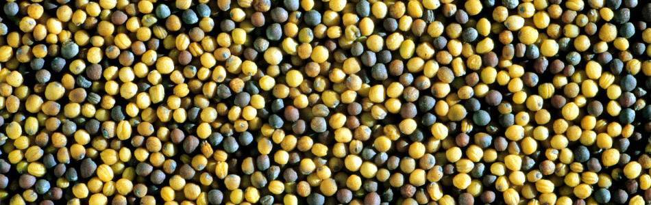 Canola seeds ripening
