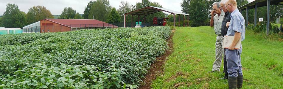 Soybean cultivar trial at Cedara