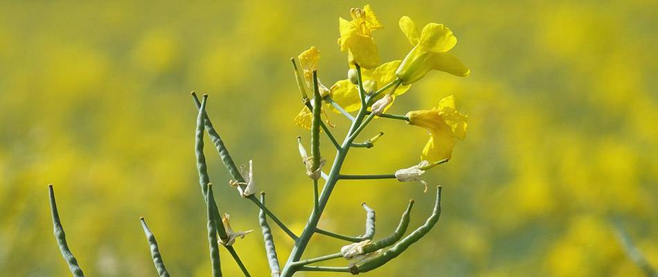Canola plant with flowers and seed pods