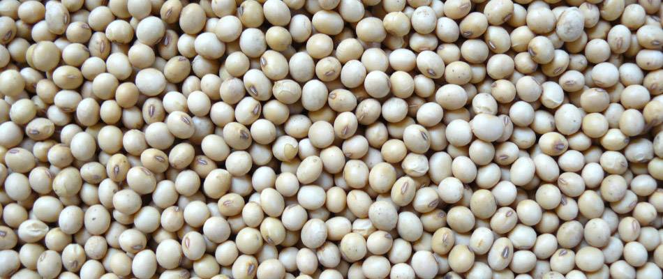 Soybean seeds