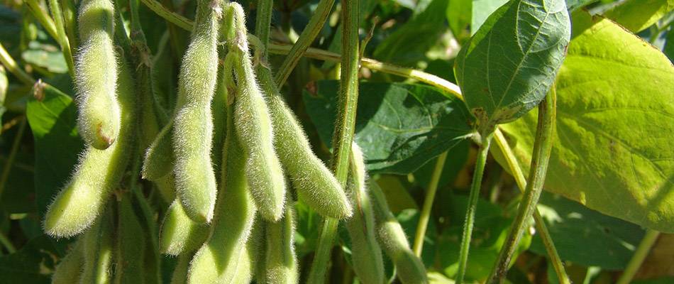 Soybean pods and leaves