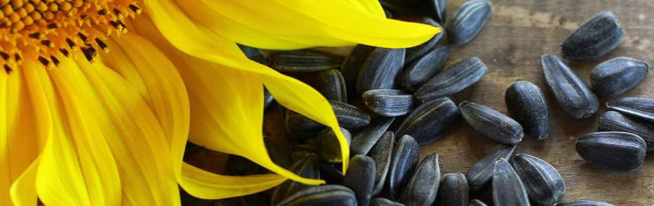 Sunflower and seeds