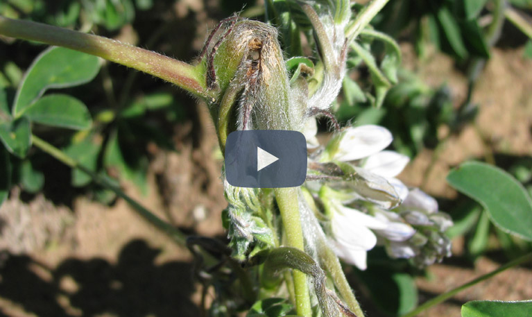 Soybean diseases YouTube video thumbnail