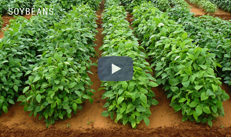 Soybean cultivation YouTube video thumbnail